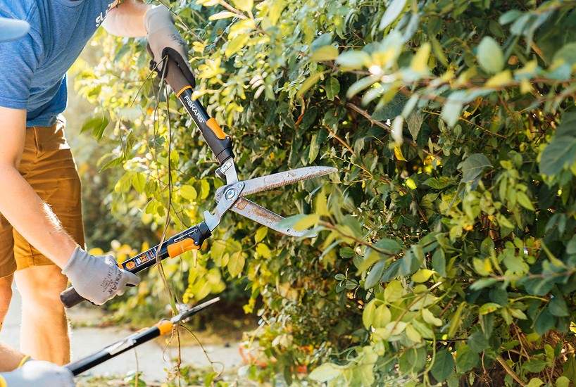 Trimming a hedge